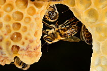 Honey bee (Apis mellifera) workers looking after queen cells,  Kiel, Germany