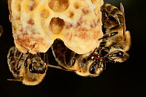 Honey bee (Apis mellifera) workers caring for queen cells, Kiel, Germany