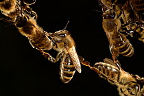 Honey bees (Apis mellifera) forming living bridge,  Kiel, Germany, June.