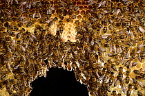 Honey bee (Apis mellifera) workers in hive with three white queen cells, Kiel, Germany, June.