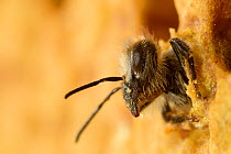 Honey bee (Apis mellifera) adult emerging from brood cell, Kiel, Germany