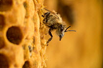 Honey bee (Apis mellifera) adult emerging from brood cell, Kiel, Germany