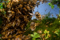 Honey bee (Apis mellifera) swarm. Kiel Germany, June