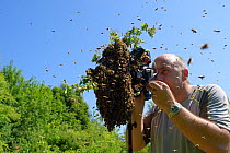 Photographer Solvin Zankl taking pictures of Honey bee (Apis mellifera) swarm. Kiel Germany, June. Model released.