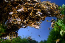 Honey bee (Apis mellifera) swarm. Kiel Germany, June