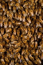 Honey bee (Apis mellifera) swarm. Kiel Germany, June.