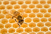 Honey bee (Apis mellifera) on comb with honey, Kiel, Germany, June.
