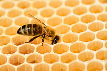 Honey bee (Apis mellifera) on comb with honey, Kiel, Germany, June.