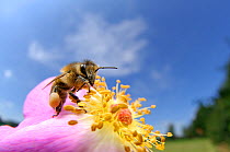 Honeybee (Apis mellifera) on rose flower, Kiel, Germany, July.