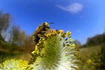 Honey bee (Apis mellifera) collecting pollen on Goat willow (Salix caprea) Kiel, Germany, April.