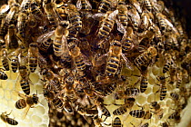 Honey bee (Apis mellifera) on natural honeycomb, Kiel, Germany, May.
