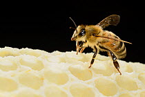 Honey bee (Apis mellifera) worker on freshly made honey comb, Kiel, Germany, May.