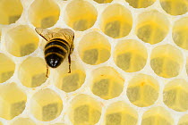 Honey bee 1+Apis mellifera+2 worker on freshly made honey comb, Kiel, Germany, May.
