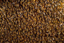 Honey bee (Apis mellifera) swarm, Kiel, Germany, May.
