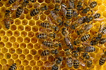 Honey bee (Apis mellifera) queen standing surrounded by workers,  Kiel, Germany, May.