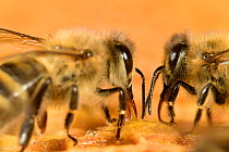 Honey bee (Apis mellifera) drinking honey in nest, Kiel, Germany, May.