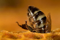 Honey bee (Apis mellifera) feeding larvae in brood cells, Kiel, Germany