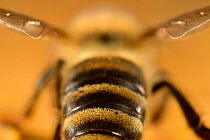 Honeybee (Apis mellifera) rear view of abdomen, Kiel, Germany.