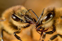 Honeybee (Apis mellifera) trophallaxis - transfer of nectar from one bee to another, Kiel, Germany.