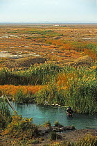 Man taking pictures of fish in small pond, Kaynar, Kugitan Plain, Turkmenistan, 1990. Small repro only.