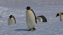 Wide-angle shot of a group of Emperor penguins (Aptenodytes forsteri) walking, one slips and falls, Adelie Land, Antarctica, January.