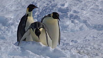 Group of Emperor penguins (Aptenodytes forsteri) tobogganing, crossing a tide crack, Adelie Land, Antarctica, January.