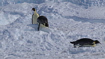 Emperor penguins (Aptenodytes forsteri) tobogganing, Adelie Land, Antarctica, January.
