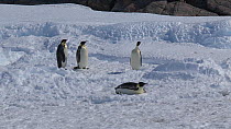 Tracking shot of an Emperor penguin (Aptenodytes forsteri) tobogganing, Adelie Land, Antarctica, January.