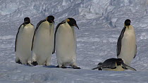 Group of Emperor penguins (Aptenodytes forsteri) walking and tobogganing, Adelie Land, Antarctica, January.