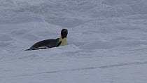 Emperor penguin (Aptenodytes forsteri) tobogganing, Adelie Land, Antarctica, January.