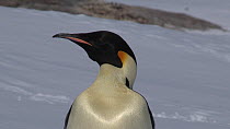 Close-up of an Emperor penguin (Aptenodytes forsteri) calling for chick, Adelie Land, Antarctica, January.