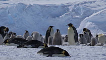 Emperor penguin (Aptenodytes forsteri) feeding chick, Adelie Land, Antarctica, January.
