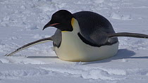 Close-up of an Emperor penguin (Aptenodytes forsteri) tobogganing, Adelie Land, Antarctica, January.