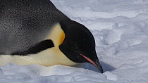 Close-up of an Emperor penguin (Aptenodytes forsteri) resting on snow, Adelie Land, Antarctica, January.