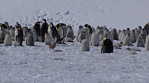 South polar skua (Stercorarius maccormicki) landing near a dead Emperor penguin (Aptenodytes forsteri) chick, shot pans to reveal colony, Adelie Land, Antarctica, January.