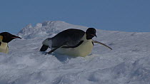 Emperor penguin (Aptenodytes forsteri) tobgganing, Adelie Land, Antarctica, January.