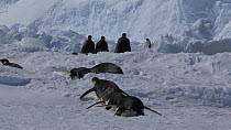 Emperor penguins (Aptenodytes forsteri) tobogganing through rough ice, Adelie Land, Antarctica, January.