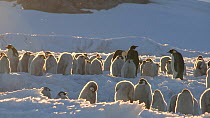 Limping Emperor penguin (Aptenodytes forsteri) arriving at colony, with moulted down feathers blowing in the wind, Adelie Land, Antarctica, January.