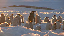 Emperor penguin (Aptenodytes forsteri) feeding chick in colony, Adelie Land, Antarctica, January.