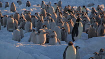 Emperor penguin (Aptenodytes forsteri) chicks flapping wings to strengthen muscles, Adelie Land, Antarctica, January.