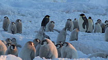 Emperor penguin (Aptenodytes forsteri) chicks walking around, flapping wings, Adelie Land, Antarctica, January.