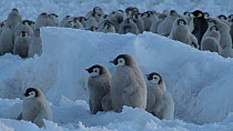 Emperor penguin (Aptenodytes forsteri) chicks preening, Adelie Land, Antarctica, January.