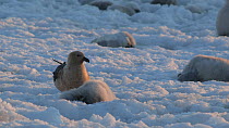 South polar skua (Stercorarius maccormicki) feeding on a dead Emperor penguin (Aptenodytes forsteri) chick, shot pans to a live chick nearby, Adelie Land, Antarctica, January.