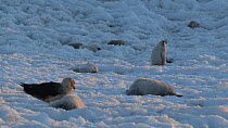 South polar skua (Stercorarius maccormicki) amongst dead Emperor penguin (Aptenodytes forsteri) chicks, one chick lifts its head, Adelie Land, Antarctica, January.