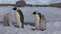 Group of Emperor penguins (Aptenodytes forsteri) walking towards camera, passing chicks, Adelie Land, Antarctica, January.