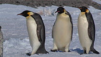 Group of Emperor penguins (Aptenodytes forsteri) walking towards camera, passing chicks, Adelie Land, Antarctica, January.