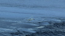 Snow petrel (Pagodroma nivea) feeding from the water surface of a tide crack lake, Adelie Land, Antarctica, January.