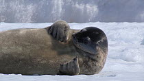 Close-up of a juvenile Weddell seal (Leptonychotes weddellii) yawning, Adelie Land, Antarctica, January.