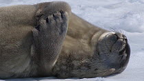 Juvenile Weddell seal (Leptonychotes weddellii) scratching, Adelie Land, Antarctica, January.