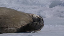Close-up of a Weddell seal (Leptonychotes weddellii) haulded out and  looking at camera, scratches back on ice, Adelie Land, Antarctica, January.